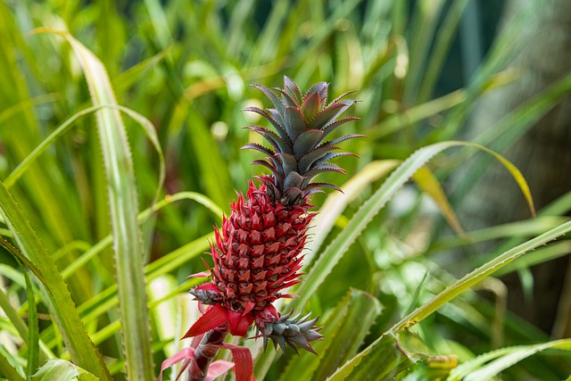 Free Pineapple Exotic photo and picture