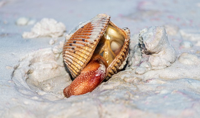 Free Shell Beach photo and picture