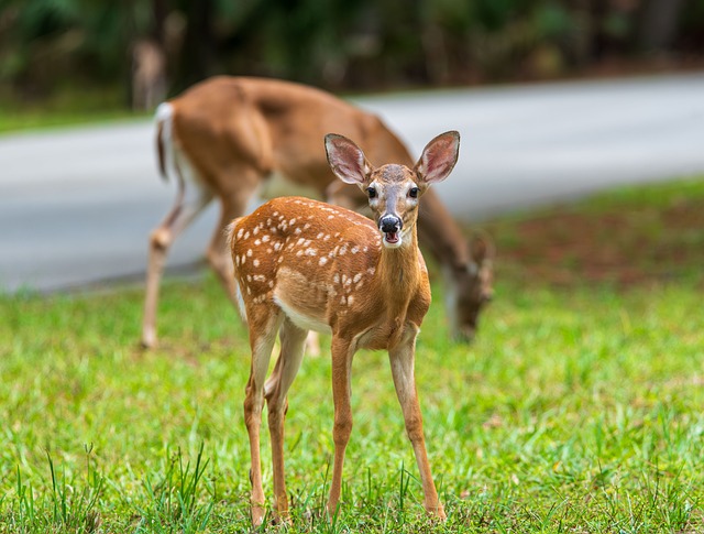 Free Deer Nature photo and picture