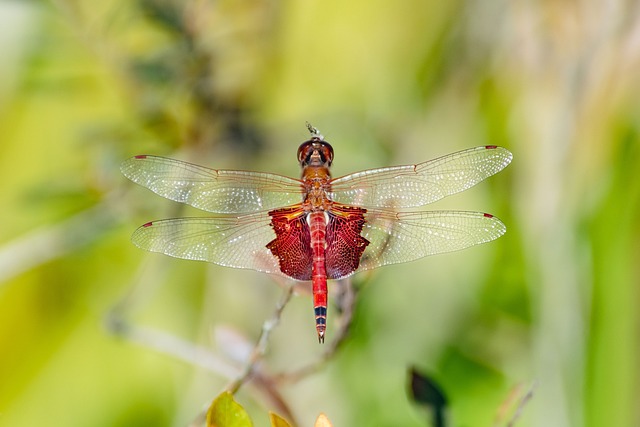 Free Dragonfly Nature photo and picture