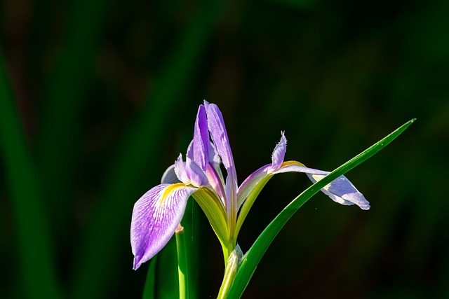 Free Flower Nature photo and picture
