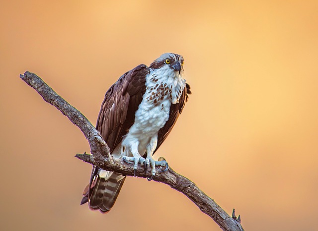 Free Osprey Raptor photo and picture