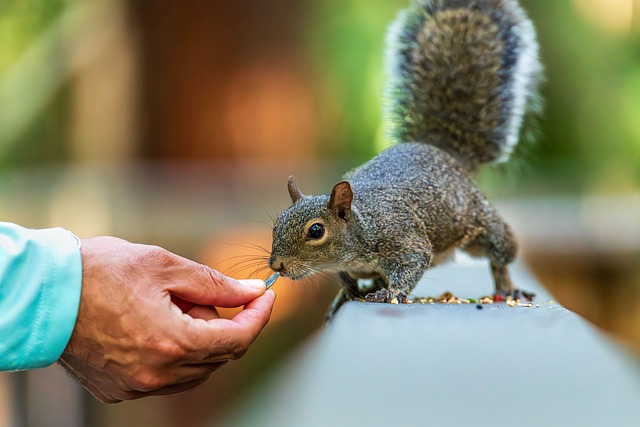 Free Squirrel Animal photo and picture
