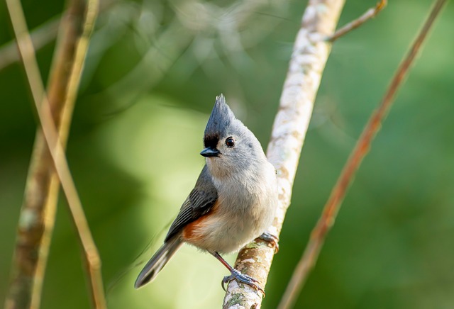 Free Bird Nature photo and picture