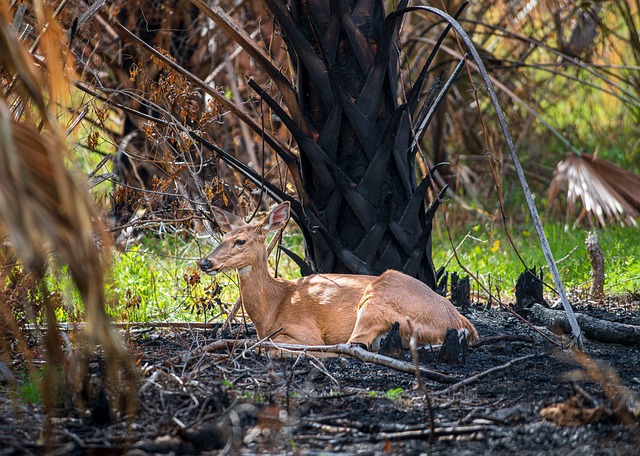 Free Deer Forest Fire photo and picture