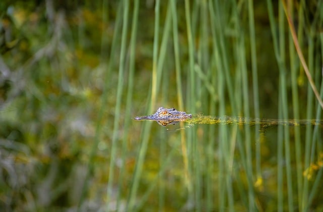 Free Alligator Nature photo and picture