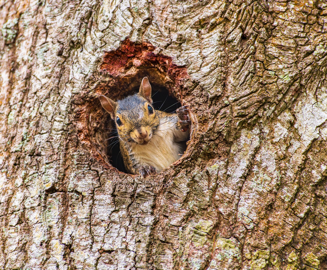 Tree Squali Squirrel Tree Nature - Free photo on Pixabay