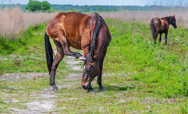 Free Wild Horse Horse photo and picture