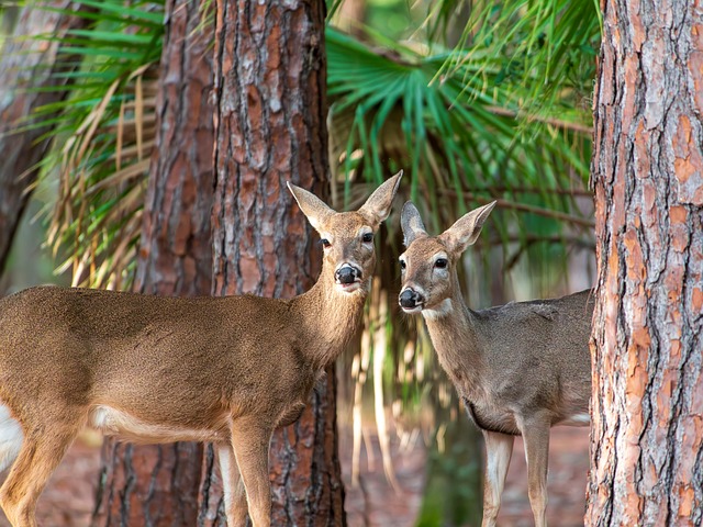 Free Deer Wildlife photo and picture