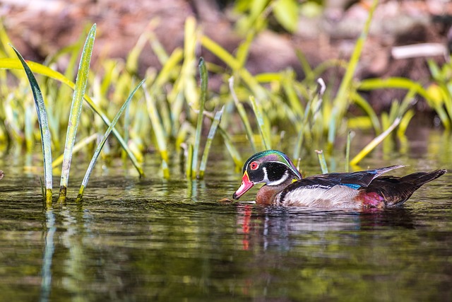 Free Duck Nature photo and picture