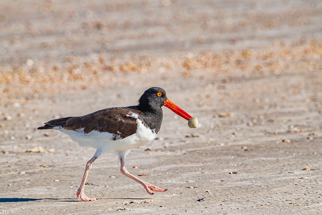 Free Bird Nature photo and picture