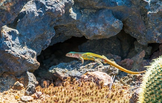 Free Lizard Desert photo and picture