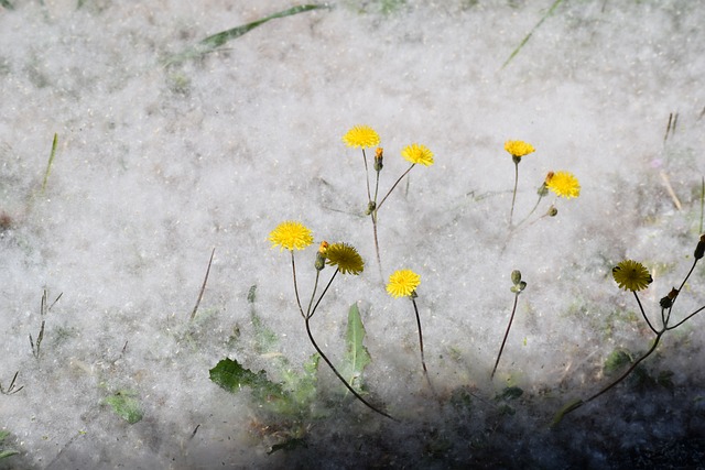 Free Dandelion Meadow photo and picture