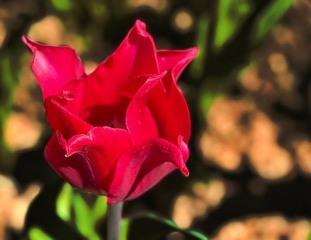 Tulipán, Červená, Kvitnúca, Príroda, Jar