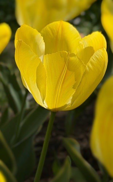 Tulipán, Žltá, Kvet, Jarní, Príroda