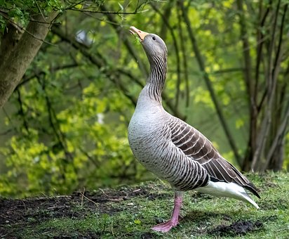Free Goose Bird photo and picture