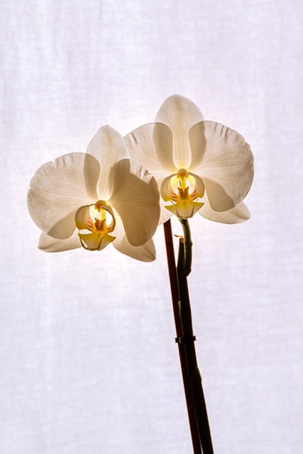 Orkidé, Blomst, Hvid, Natur, Modlys, Eng