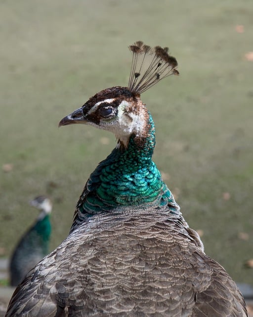 Free Peacock Animal photo and picture