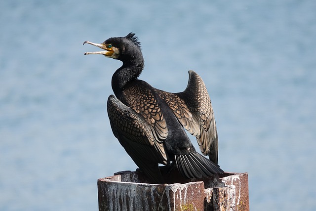 Free Cormorant Nature photo and picture