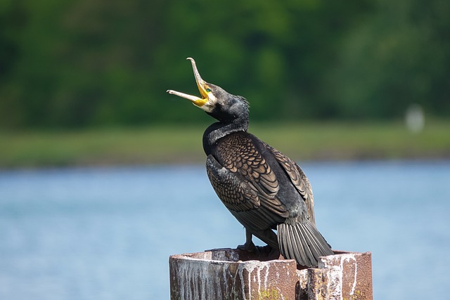 Free Cormorant Bird photo and picture