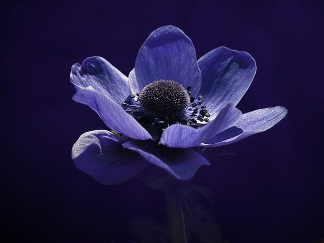Kronen-Anemone, Natur, Blumentapete