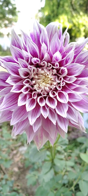 Dahlia, Blomst, Natur, Have, Kronblade