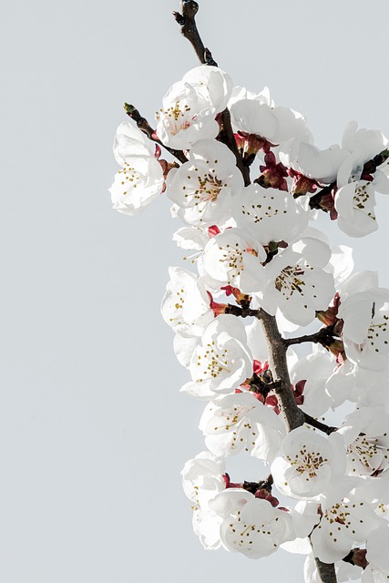 Flor Branca, Flor De Primavera, Graveto