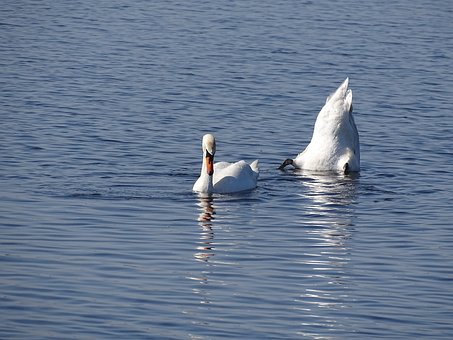 Svaner, Vadefugler, Innsjø, Natur