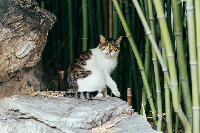 Gato, Bambu, Pedra, Natureza