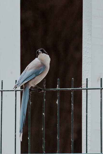 Pássaro, Cerca, Pega De Asas Azuis