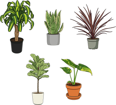 Free Plants Houseplants vector and picture