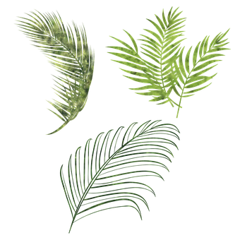 Free Leaves Paper Leaves illustration and picture