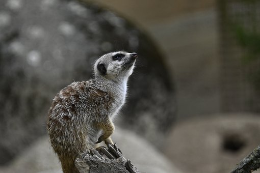 Jordegern, Dyr, Pattedyr, Natur