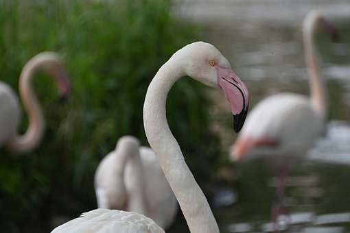 Flamingo, Fugl, Vandet, Sø, Natur, Fjer