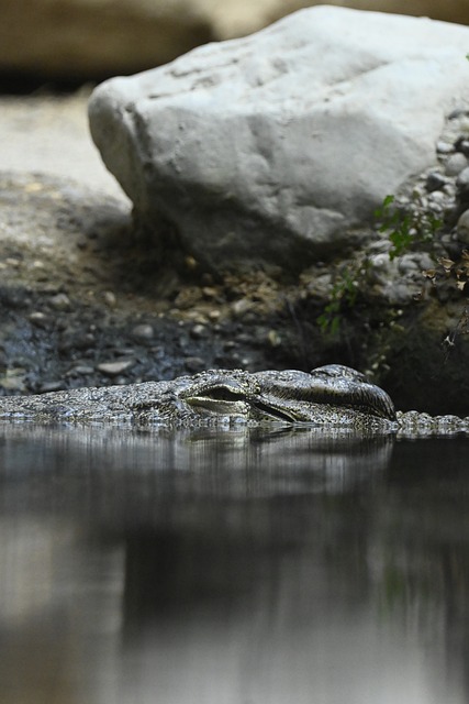Krokodille, Nilkrokodille, Zoo, Vand