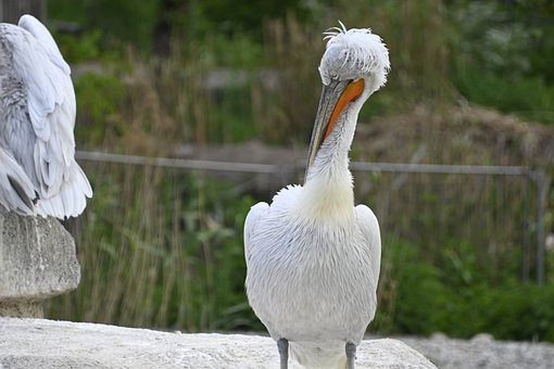 Pelikan, Skruehoved, Zoologisk Have