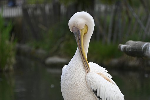 Pelikan, Zoologisk Have, Vinger