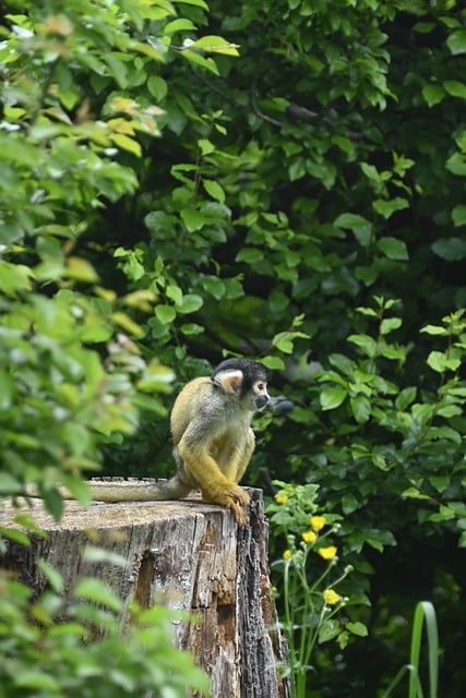 Egern Abe, Primat, Zoo, Grøn, Træ