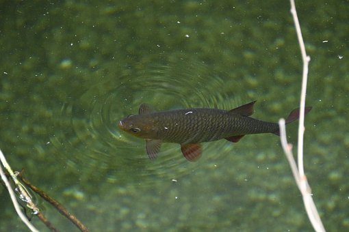 Fisk, Vand, Dam, Skæl, Finner, Ferskvand