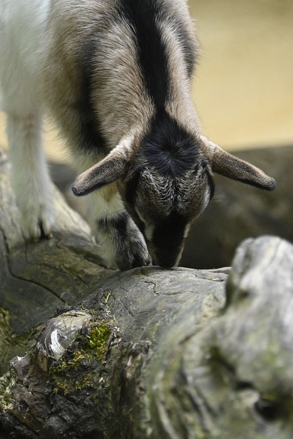 Ged, Gedekid, Unge, Træ, Sover, Zoo