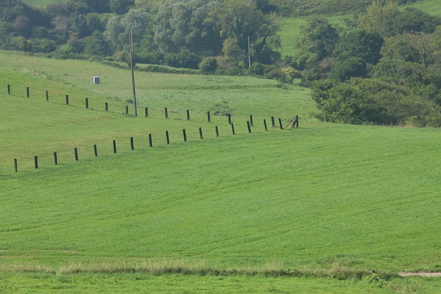 Free Meadow Green photo and picture