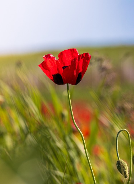 Papoila, Flor, Florescer, Vermelho