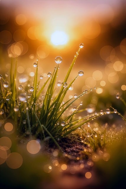 Free dew grass macro illustration