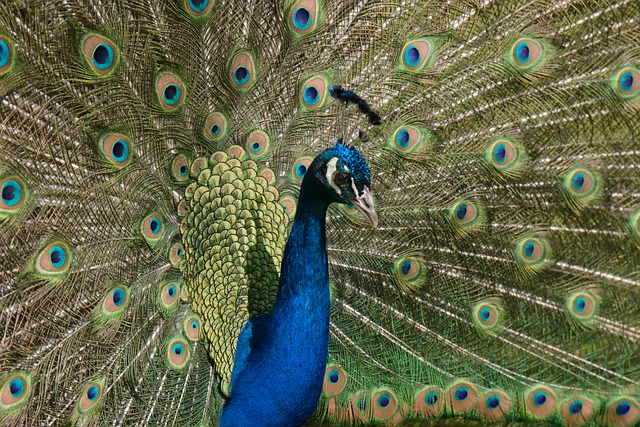 Free Peacock Bird photo and picture