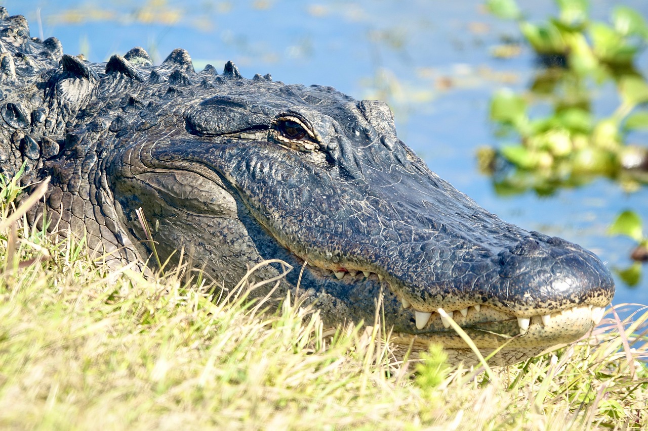 Alligator Natural Habitat Close-Up - Free photo on Pixabay