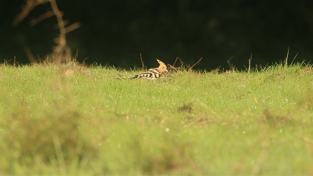 Free Nature Bird photo and picture