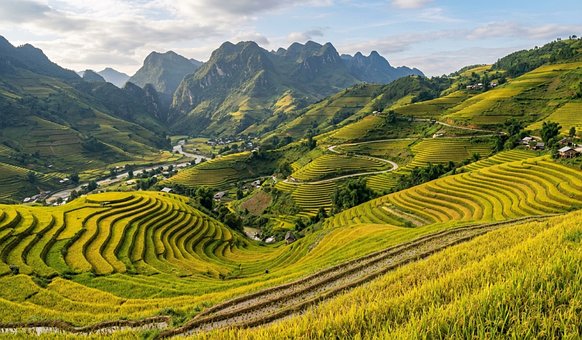 Terrasser, Rismarker, Landskab, Vietnam