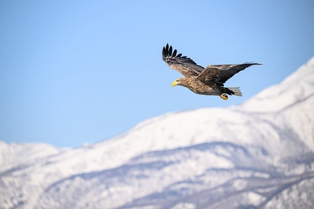 White-Tailed Eagle jigsaw puzzle