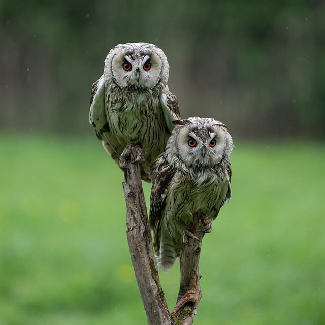 Eule, Natur, Raubvogel, Federn, Zwei