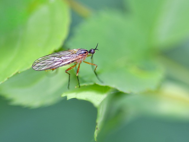 Fly Insect Diptera - Free photo on Pixabay